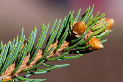 Picea asperata - smrk drsný, štětinatý - pupeny